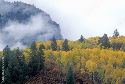 Autumn Aspen Trees and Clouds, Gunnison National Forest, Colorado