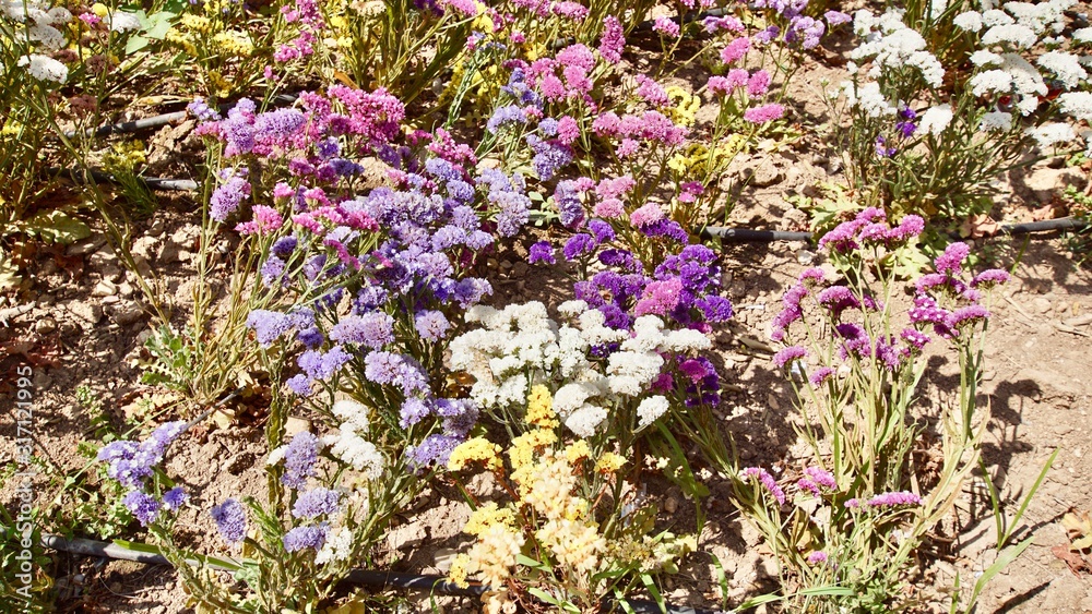 Obraz premium Blumen