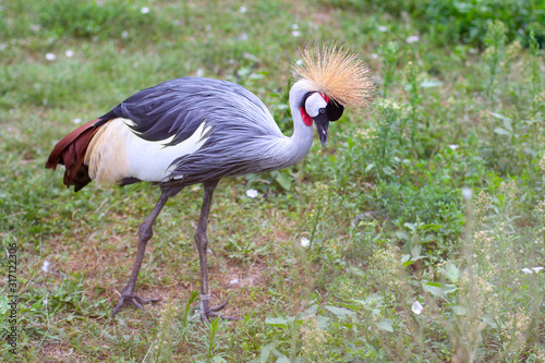 The black crowned crane  also known as the black crested crane  is a bird in the crane family Gruidae. Like all cranes  the black crowned crane eats insects  reptiles  and small mammals.