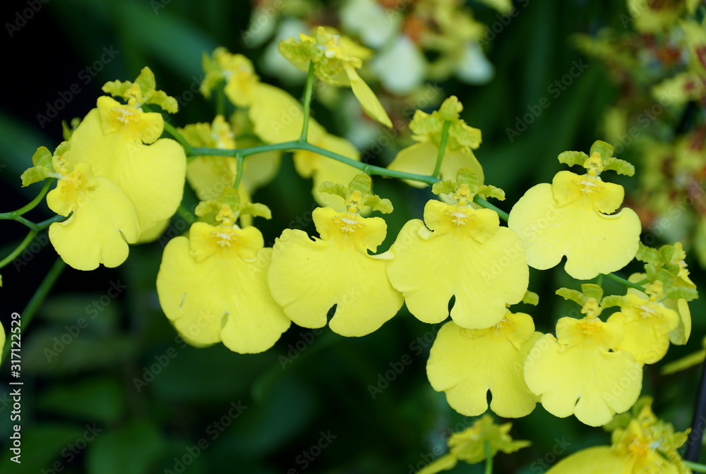 Beautiful cluster of tiny yellow Oncidium Dancing Lady orchids Beautiful cluster of tiny yellow Oncidium Dancing Lady orchids