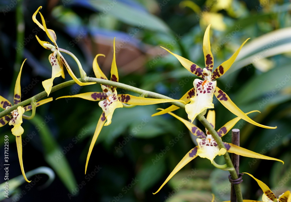 Beautiful yellow, brown and white color of spider orchid flowers Beautiful yellow, brown and white color of spider orchid flowers