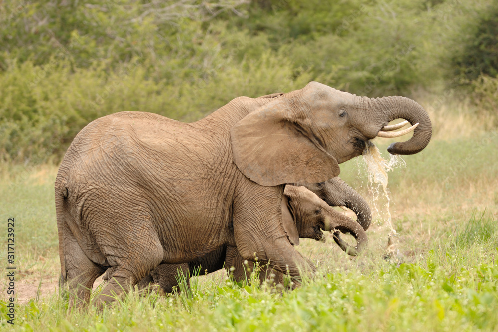 Fototapeta premium Afrikanischer Elefant Loxodonta africana