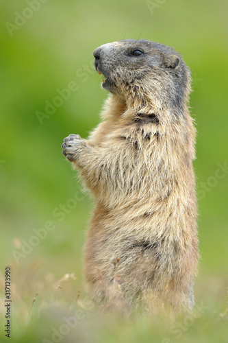 Wallpaper Mural Alpenmurmeltier Marmota marmota Torontodigital.ca