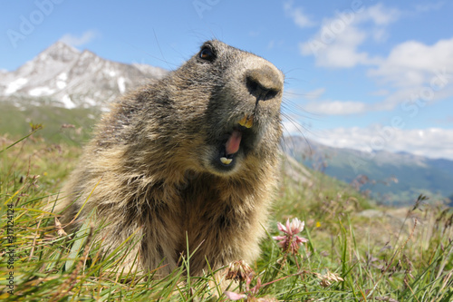 Alpenmurmeltier Marmota marmota © Dirk