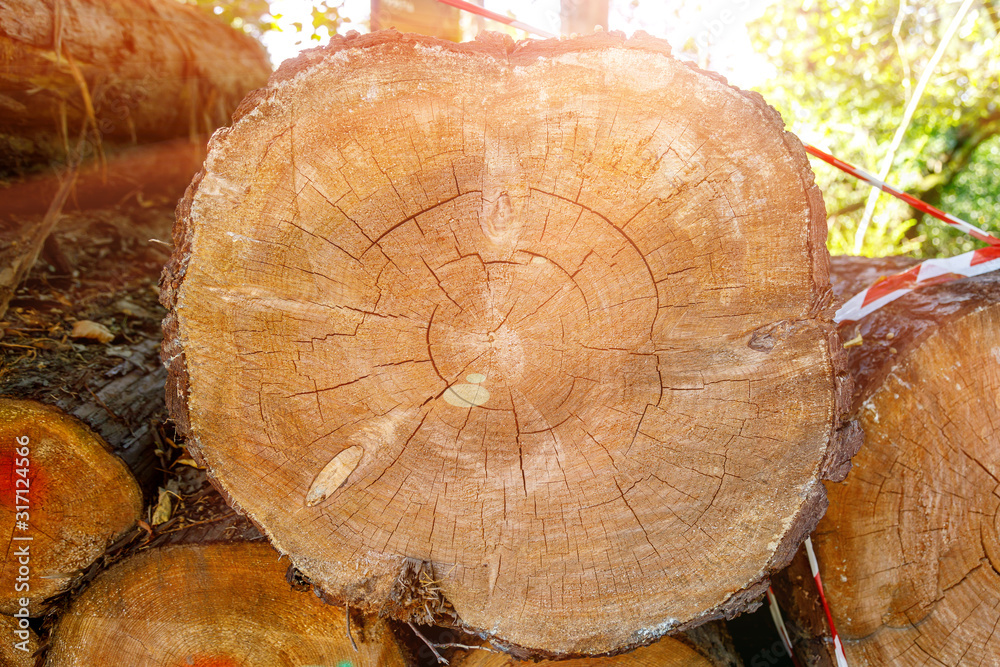 Naklejka premium Wood texture with cracks and annual circles. Cross section of a large log next to a small one.
