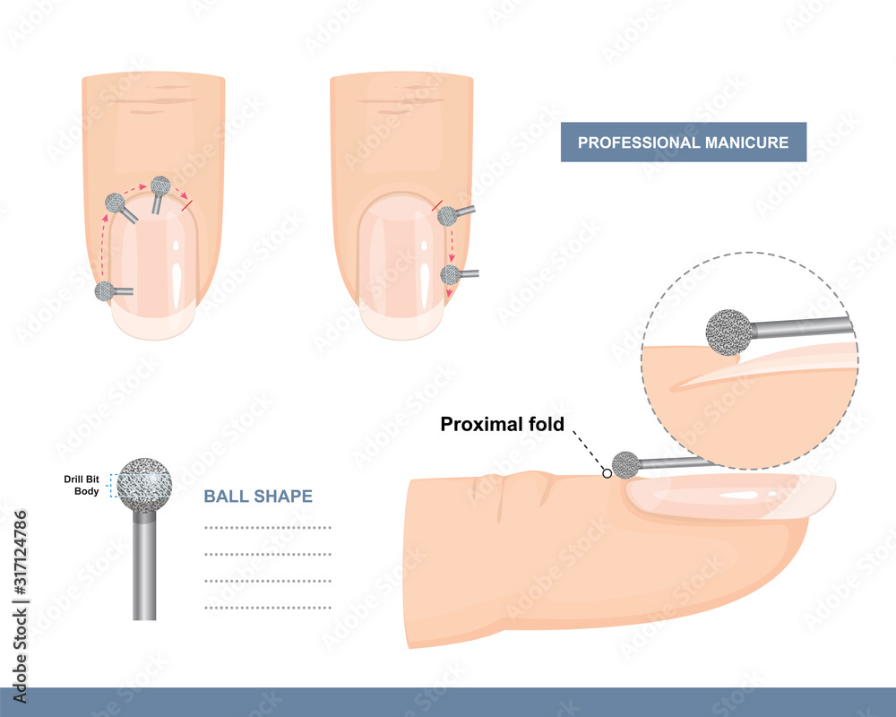Concave nail plate type growth direction Vector Image