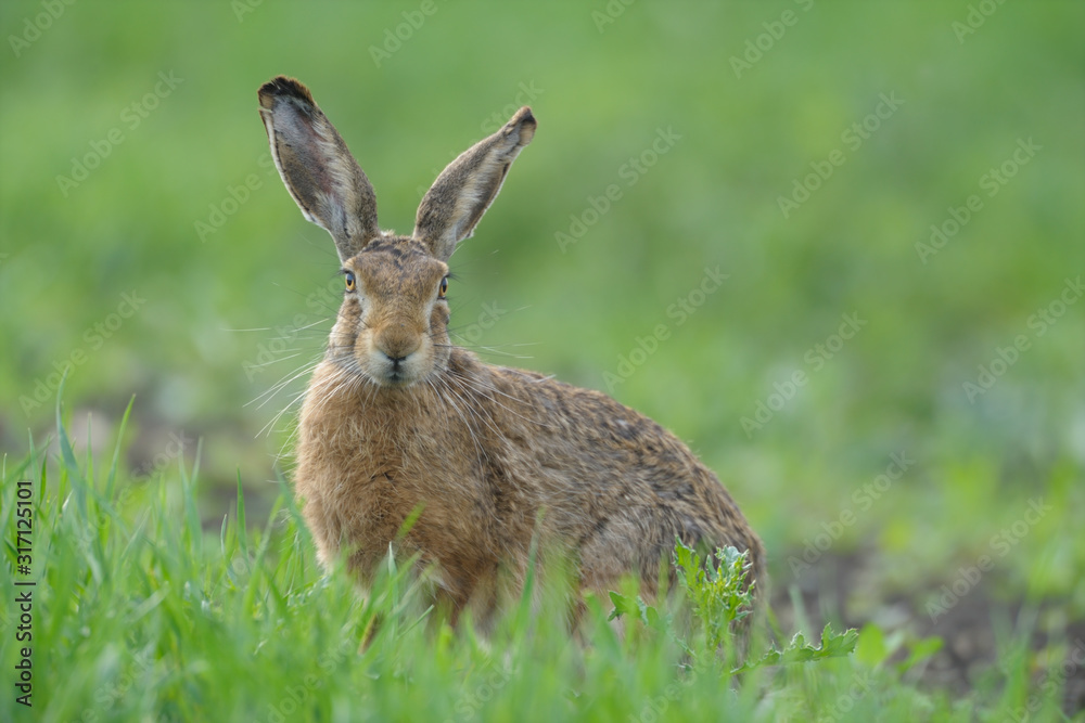 Fototapeta premium Feldhase Lepus europaeus