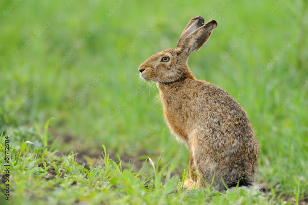 Fototapeta premium Feldhase Lepus europaeus
