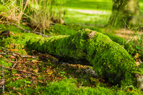 The driftwood is covered with moss closeup on the ground in a green forest. Green natural background for the concept of protecting nature, climate and ecology, organic products, air purification.