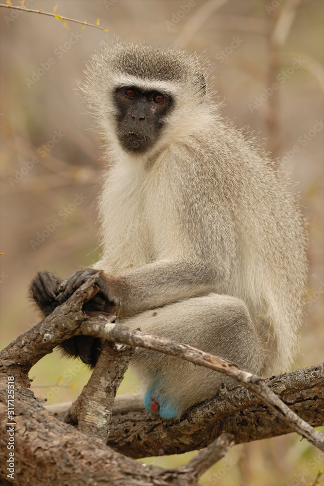 Naklejka premium Grünmeerkatze Cercopithecus aethiops