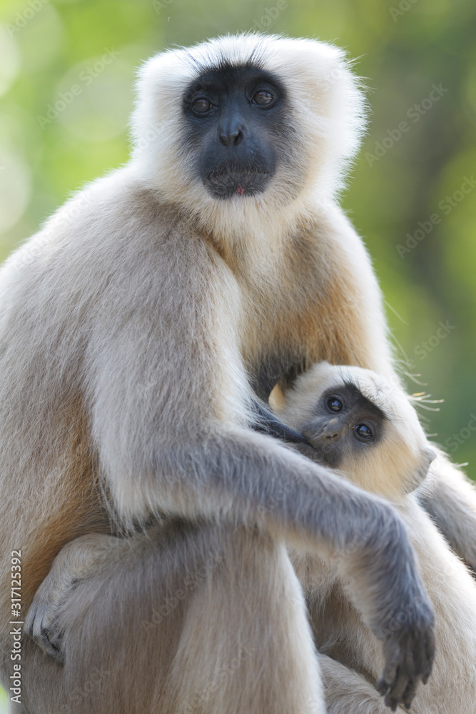 Obraz premium Hanuman Langur Semnopithecus