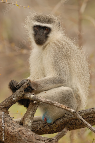 Grünmeerkatze Cercopithecus aethiops