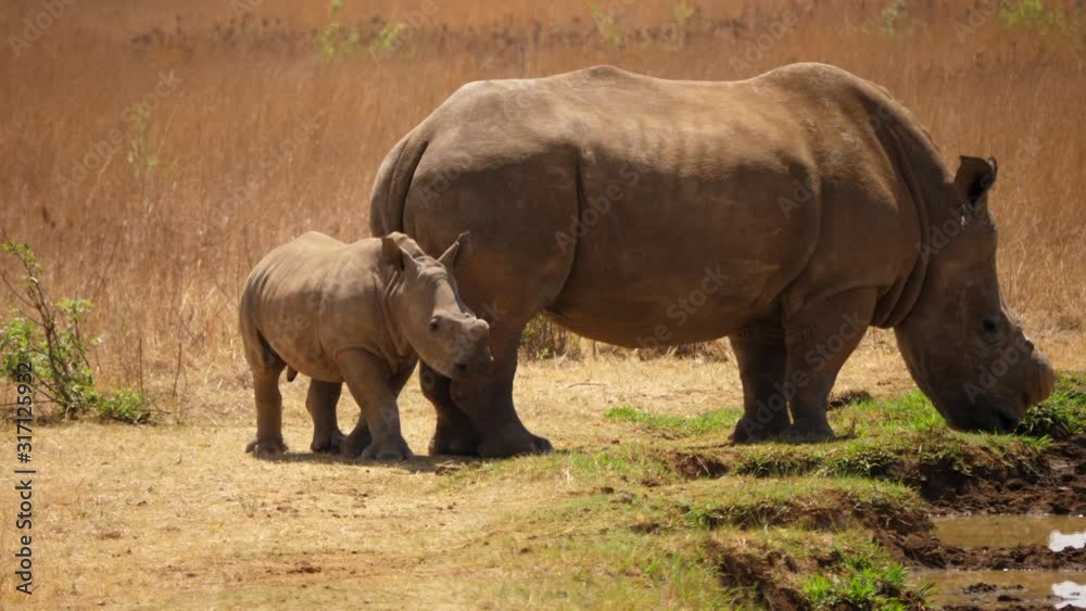 Baby rhino walks around huge mother rhinoceros at water
