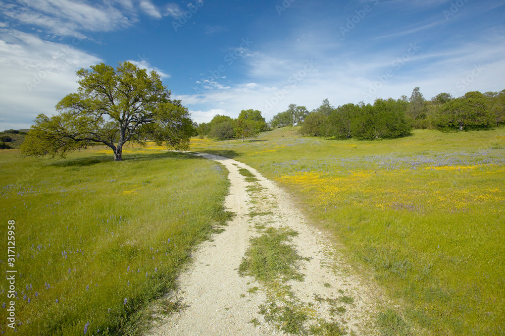 Windy dirt road through a beautiful field of multi-colored flower fields and a lone tree East of Santa Margarita, CA on Highway 58 in the spring Windy dirt road through a beautiful field of multi-colored flower fields and a lone tree East of Santa Margarita, CA on Highway 58 in the spring