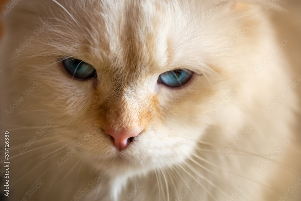 Blue eyed cat close-up portrait. American curl breed, red point.