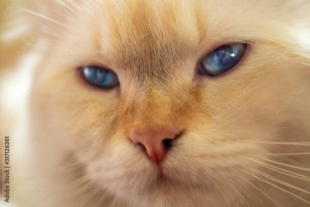 Beautiful white and yellow colored red point American Curl cat. Close-up portrait. Blue eyes.