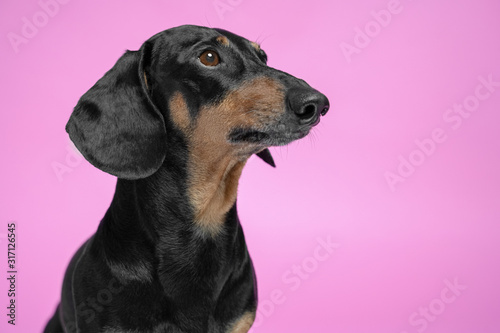 adorable portrait of amazing healthy and happy adult black and tan dachshund on the pink background