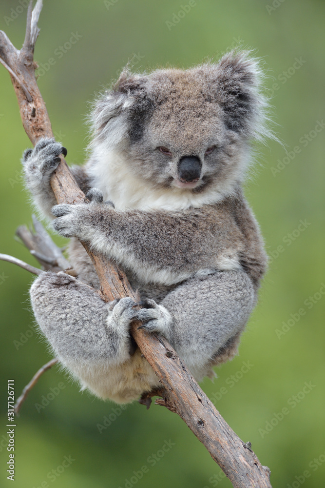 Fototapeta premium Koala Phascolarctos cinereus