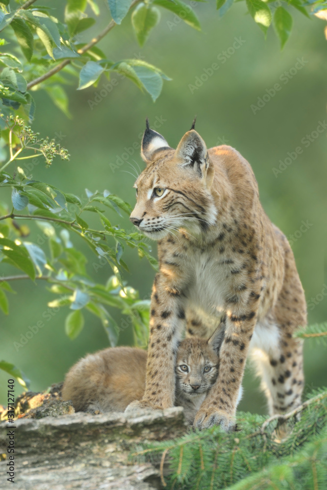 Luchs Lynx Iynx Luchs Lynx Iynx