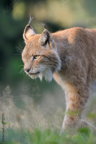 Luchs Lynx Iynx © Dirk