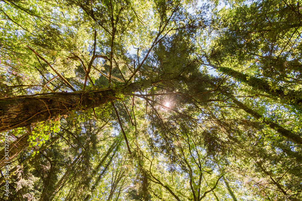 Fototapeta premium boschetto