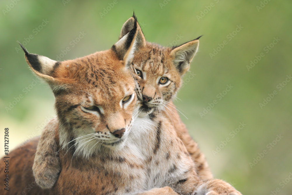 Fototapeta premium Luchs Lynx Iynx
