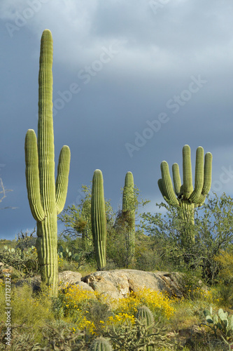 Large saguaro cactus and white puffy clouds in spring in Saguaro National Park West, Tucson, AZ