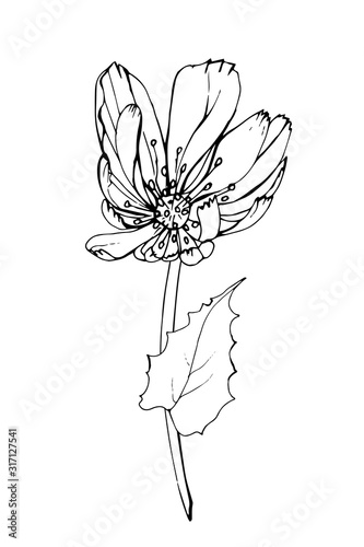 Single black outline flower chicory  branch and leaves. Isolated on white background. Hand drawn. Doodle style. For floral design greeting card invitations coloring book. Vector stock illustration.