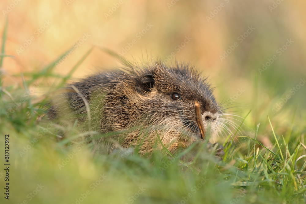 Nutria Myocastor coypus Nutria Myocastor coypus