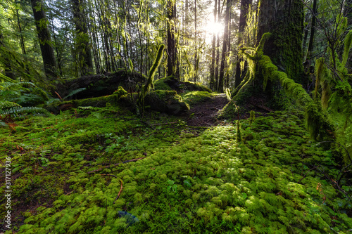 Beautiful Scenic View of the Green and Vibrant Rain Forest during a sunny day after rain fall in wintertime. Taken in Lynn Canyon Park  North Vancouver  British Columbia  Canada.