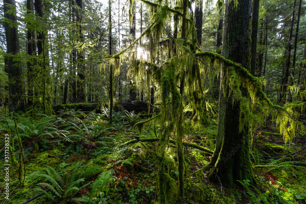 Fototapeta premium Beautiful Scenic View of the Green and Vibrant Rain Forest during a sunny day after rain fall in wintertime. Taken in Lynn Canyon Park, North Vancouver, British Columbia, Canada.