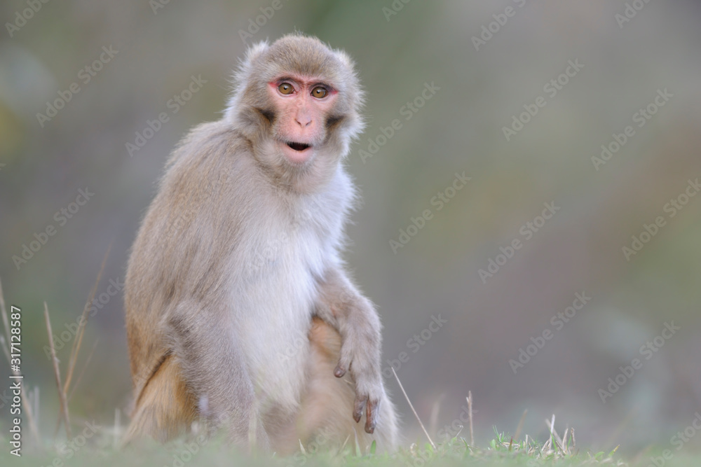 Naklejka premium Rhesusaffe Macaca mulatta