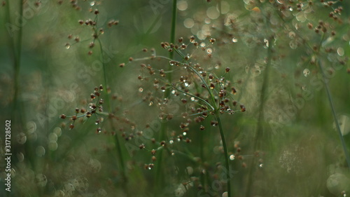 dew on grass flowers