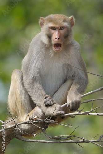 Rhesusaffe Macaca mulatta