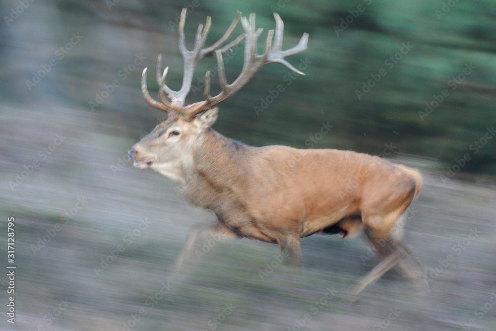 Rothirsch Cervus elaphus Rothirsch Cervus elaphus