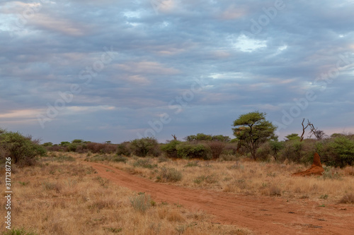 Auf Pirschfahrt in der Waterberg-Region, Namibia photo