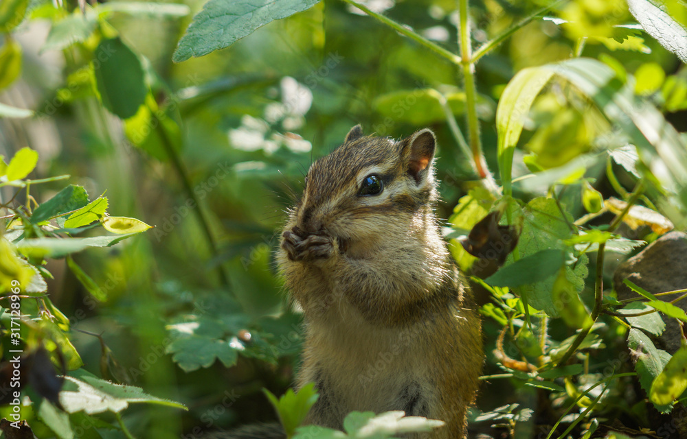 Chipmunk sits in the grass and eats Chipmunk sits in the grass and eats