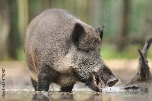 Wildschwein Sus scrofa