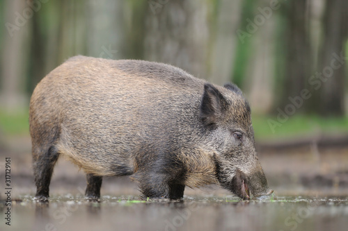 Wildschwein Sus scrofa