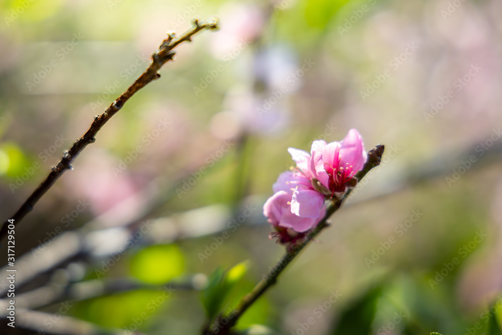 Sakura flowers blooming blossom in Chiang Mai, Thailand Sakura flowers blooming blossom in Chiang Mai, Thailand