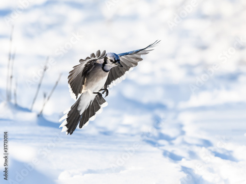 Blue Jay Landing on Snow in Winter © FotoRequest