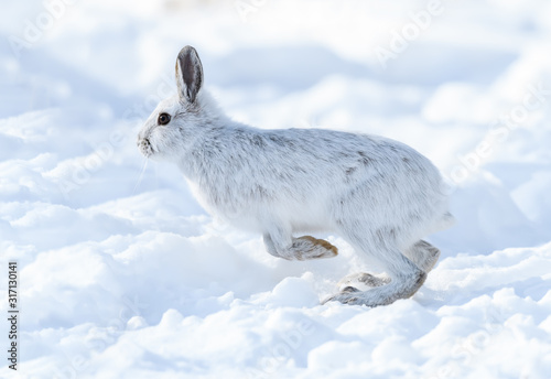 White Snowshoe Hare Standing on Back Feet on Snow in Winter