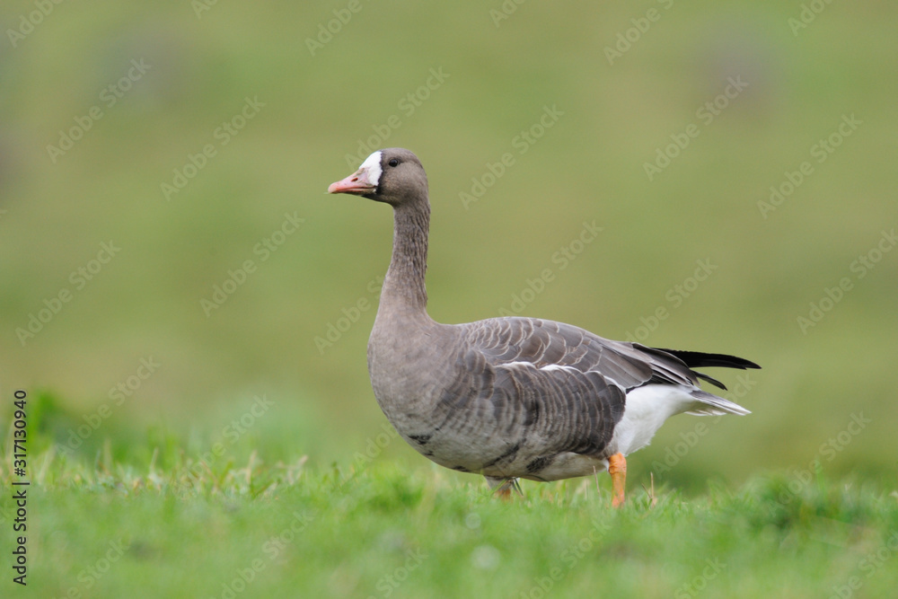 Blaessgans Anser albifrons Blaessgans Anser albifrons