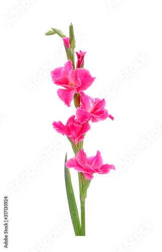 Gladiolus isolated on white background. Gladiolus is the flower of August  fortieth wedding anniversary flowers. Gladioli is a great cutting flowers for display.
