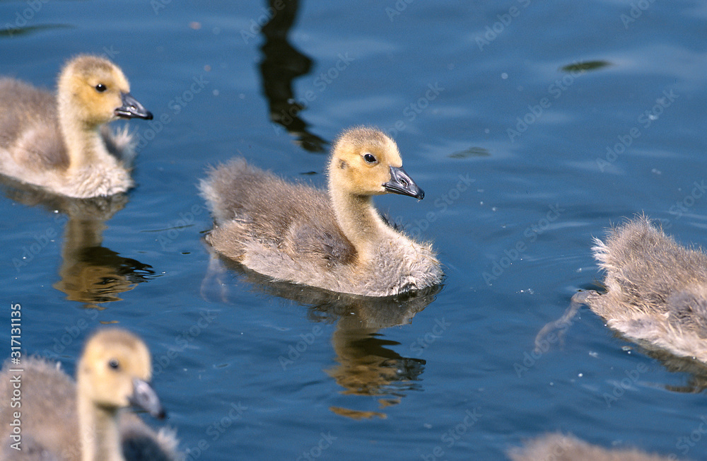 Kanadagans Branta canadensis