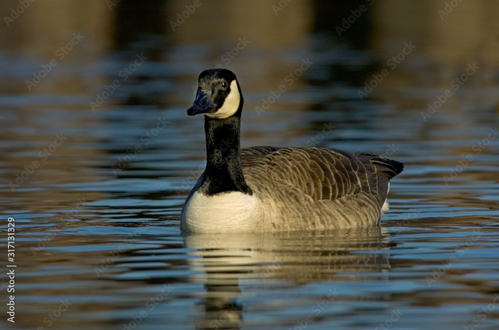 Kanadagans Branta canadensis Kanadagans Branta canadensis