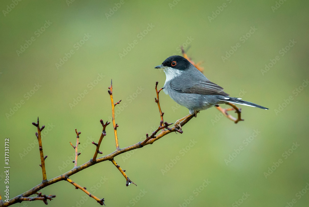 shout gray shrike perched on a hawthorn branch eating a worm shout gray shrike perched on a hawthorn branch eating a worm
