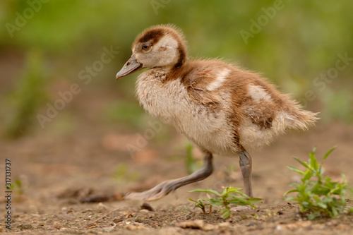 Nilgans Alopochen aegyptiacus