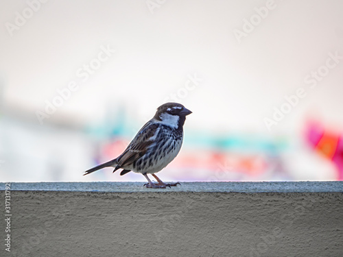 passer domesticus in a wall