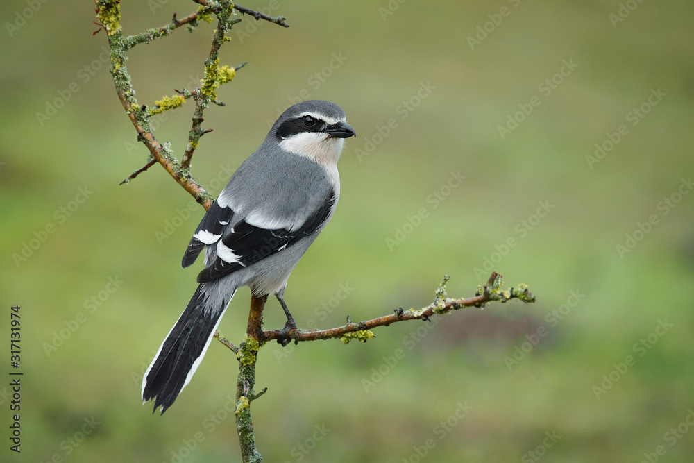 Fototapeta premium shout gray shrike perched on a hawthorn branch eating a worm